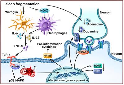 Summary of drug therapy to treat cognitive impairment-induced obstructive sleep apnea